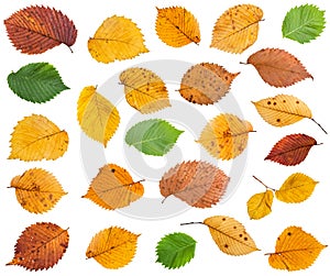 set of various leaves of elm trees isolated