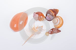 Set of various mollusk shells on white background