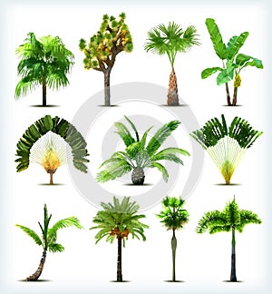 Un conjunto compuesto por varios palmera árboles. 