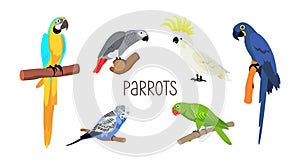 Set of various parrots. Vector cartoon flat birds on white