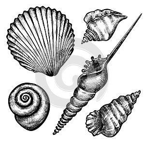 Set of various seashells