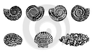 Set of various shell fossil of ammonite, abalone, scallop, clam vector templates.