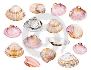 Set of various shells of clams isolated on white