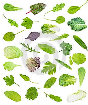 Set of various single leaves of garden greens