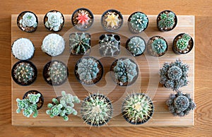 Set of  various succulents, cacti  cactus on wood background, top view, desert plant