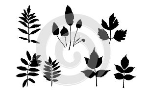 Set of various vector silhouettes of deciduous herbarium. Black leaf-shaped design elements on white background.