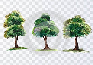 Set of various watercolor trees on transparent background