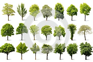 A set of varities of tree isolate on white backgroung photo