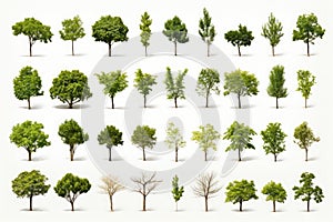 A set of varities of tree isolate on white backgroung photo