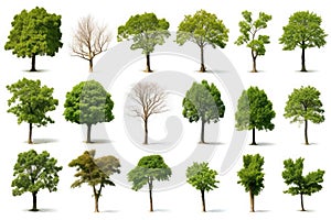 A set of varities of tree isolate on white backgroung photo