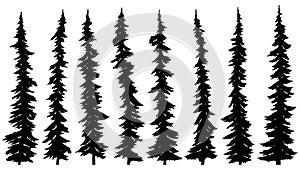 Set of silhouettes of thin tall firs. photo