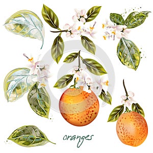 Set of vector blooming oranges with fruits and flowers vintage style