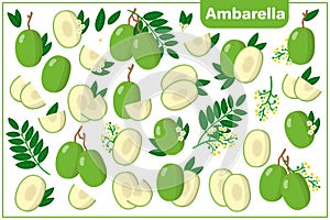 Set of vector cartoon illustrations with Ambarella exotic fruits, flowers and leaves isolated on white background