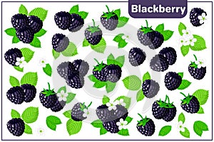 Set of vector cartoon illustrations with Blackberry exotic fruits isolated on white background