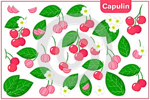 Set of vector cartoon illustrations with Capulin exotic fruits, flowers and leaves isolated on white background photo