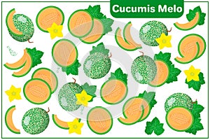 Set of vector cartoon illustrations with Cucumis melo exotic fruits, flowers and leaves isolated on white background