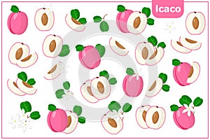 Set of vector cartoon illustrations with Icaco exotic fruits, flowers and leaves isolated on white background