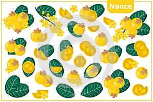 Set of vector cartoon illustrations with Nance exotic fruits, flowers and leaves isolated on white background
