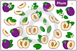 Set of vector cartoon illustrations with Plum exotic fruits, flowers and leaves isolated on white background
