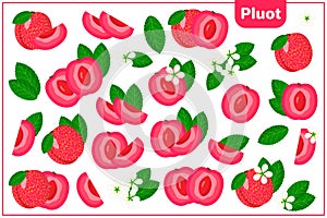 Set of vector cartoon illustrations with Pluot exotic fruits, flowers and leaves isolated on white background