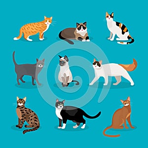 Set of vector cats photo