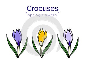 Set of vector crocuses. photo