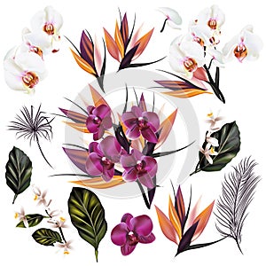 Set of vector detailed orchid flowers and palm leafs