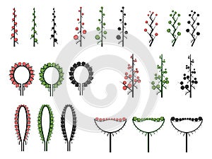 Set of vector different types of inflorescence.