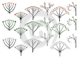 Set of vector different types of inflorescence. photo