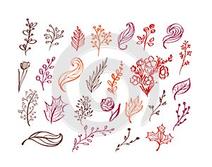 Set of vector doodle floral elements. Autumn collection. Flower graphic design. Herbs, leaves, boots, cup and wild flowers. Hand