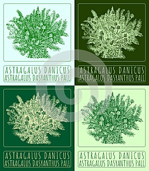 Set of vector drawing ASTRAGALUS DANICUS in various colors. Hand drawn. The Latin name is ASTRAGALUS DASYANTHUS PALL.