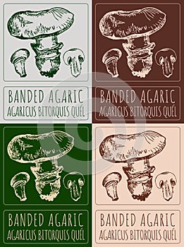 Set of vector drawing BANDED AGARIC in various colors. Hand drawn illustration. Latin name is AGARICUS BITORQUIS QUEL photo