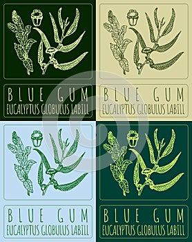 Set of vector drawing BLUE GUM in various colors. Hand drawn illustration. The Latin name is EUCALYPTUS GLOBULUS LABILL photo