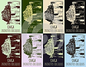 Set of vector drawing CHAGA in various colors. Hand drawn illustration. The Latin name is INONOTUS OBLIQUUS