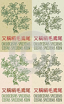 Set of vector drawing CHEILOCOSTUS SPECIOSUS in Chinese in various colors. The Latin name is COSTUS SPECIOSUS KOEN.