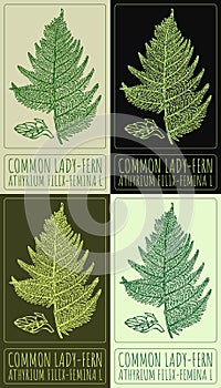 Set of vector drawing COMMON LADY-FERN in various colors. The Latin name is ATHYRIUM FILIX-FEMINA L. photo