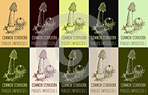 Set of vector drawing of COMMON STINKHORN in various colors. Hand drawn illustration. Latin name PHALLUS IMPUDICUS L