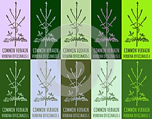 Set of vector drawing COMMON VERVAIN in various colors. Hand drawn illustration. The Latin name is VERBENA OFFICINALIS L