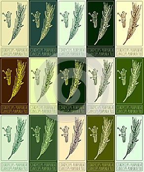 Set of vector drawing CORDYCEPS PURPUREA in various colors. The Latin name is CLAVICEPS PURPUREA TUL.