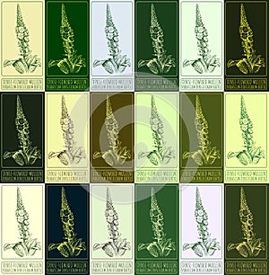 Set of vector drawing DENSE-FLOWERED MULLEIN in various colors. The Latin name is VERBASCUM DENSIFLORUM BERTOL. photo