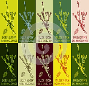 Set of vector drawing of ENGLISH SUNDEW in various colors. Hand drawn illustration. Latin name DROSERA ANGLICA HUDS