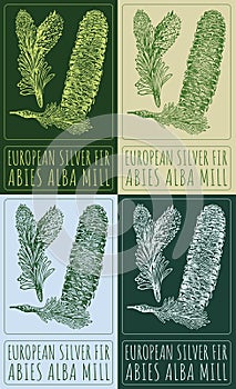 Set of vector drawing EUROPEAN SILVER FIR in various colors. Hand drawn illustration. The Latin name is ABIES ALBA MILL