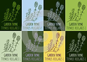 Set of vector drawing GARDEN THYME in various colors. Hand drawn illustration. The Latin name is THYMUS VULGARIS L