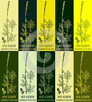 Set of vector drawing of HAIRY AGRIMONY in various colors. Hand drawn illustration. Latin name AGRIMONIA PILOSA LEDEB photo