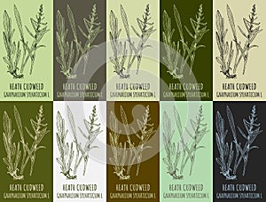 Set of vector drawing of HEATH CUDWEED in various colors. Hand drawn illustration. Latin name GNAPHALIUM SYLVATICUM L