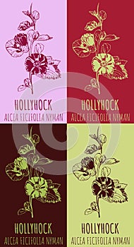 Set of vector drawing of HOLLYHOCK in various colors. Hand drawn illustration. Latin name ALCEA FICIFOLIA