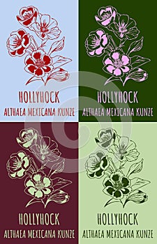 Set of vector drawing of HOLLYHOCK in various colors. Hand drawn illustration. Latin name ALTHAEA MEXICANA