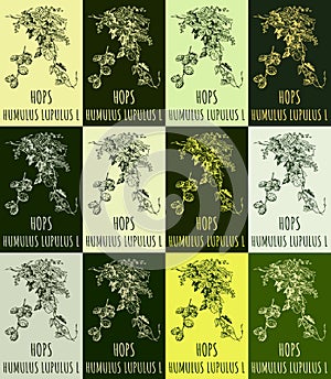 Set of vector drawing of HOPS in various colors. Hand drawn illustration. Latin name HUMULUS LUPULUS L