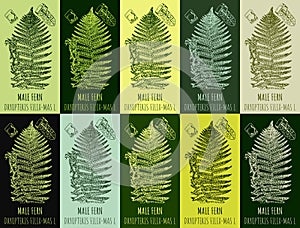 Set of vector drawing MALE FERN in various colors. Hand drawn illustration. The Latin name is DRYOPTERIS FILIX-MAS L