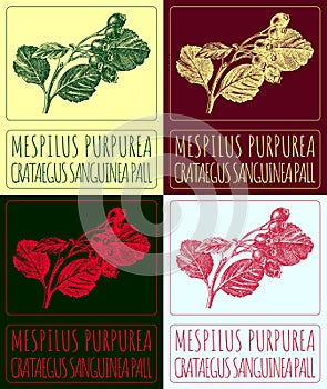 Set of vector drawing MESPILUS PURPUREA in various colors. The Latin name is CRATAEGUS SANGUINEA PALL.